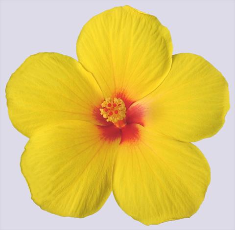 photo of flower to be used as: Pot and bedding Hibiscus rosa-sinensis Trade Winds Cassiopea Wind®