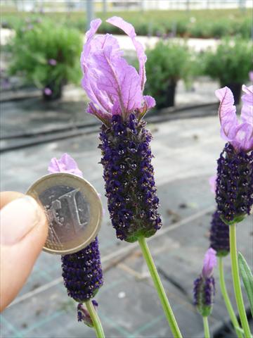 photo of flower to be used as: Pot and bedding Lavandula stoechas Springbreak® Violet Lace
