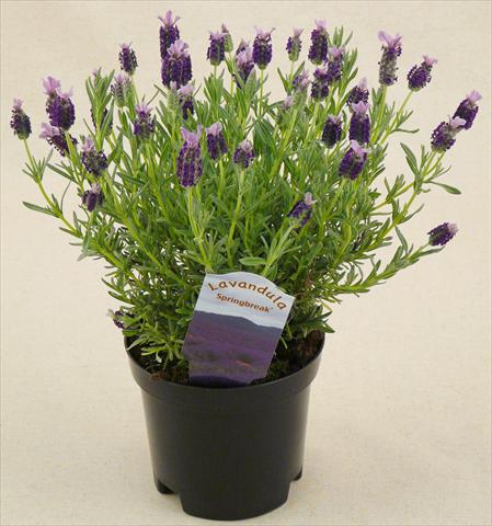 photo of flower to be used as: Pot and bedding Lavandula stoechas Springbreak® Winter Bee