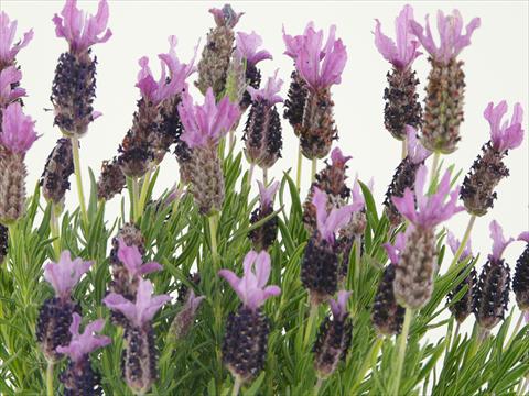 photo of flower to be used as: Pot and bedding Lavandula stoechas Springbreak® Winter Lace