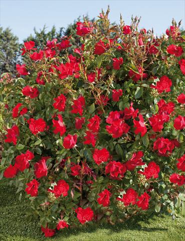 photo of flower to be used as: Pot and bedding Rosa paesaggistica La Sevillana® Plus