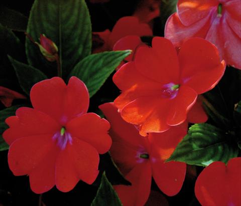 photo of flower to be used as: Pot and bedding Impatiens N. Guinea SunPatiens® Spreading Corona
