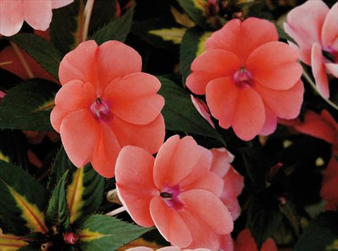 photo of flower to be used as: Pot and bedding Impatiens N. Guinea SunPatiens® Vigorous Coral