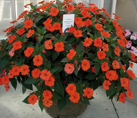 photo of flower to be used as: Pot and bedding Impatiens N. Guinea SunPatiens® Vigorous Orange