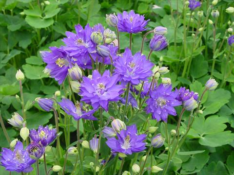 photo of flower to be used as: Pot and bedding Aquilegia vulgaris Clementine Blue