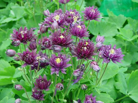 photo of flower to be used as: Pot and bedding Aquilegia vulgaris Clementine Dark Purple