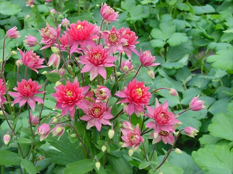 photo of flower to be used as: Pot and bedding Aquilegia vulgaris Clementine Red