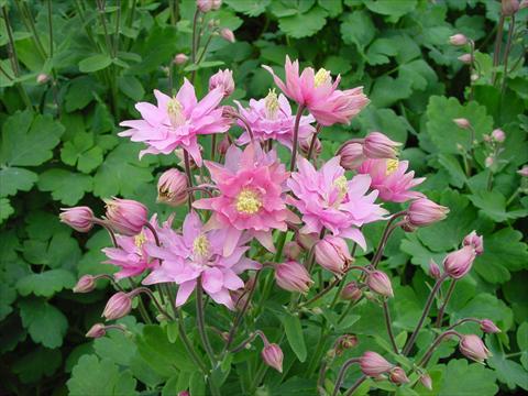 photo of flower to be used as: Pot and bedding Aquilegia vulgaris Clementine Rose