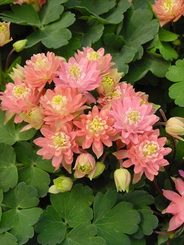 photo of flower to be used as: Pot and bedding Aquilegia vulgaris Clementine Salmon Rose