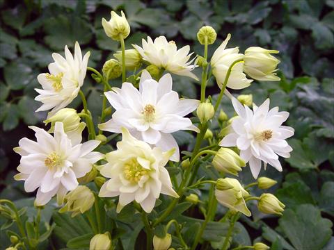 photo of flower to be used as: Pot and bedding Aquilegia vulgaris Clementine White