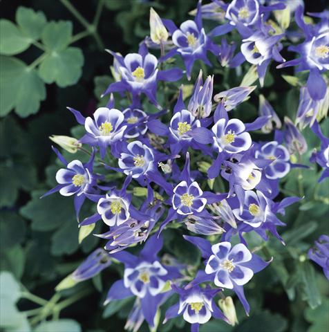 photo of flower to be used as: Pot and bedding Aquilegia vulgaris Winky Blue-White Imp
