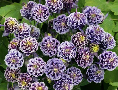 photo of flower to be used as: Pot and bedding Aquilegia vulgaris Winky Double Dark Blue-White