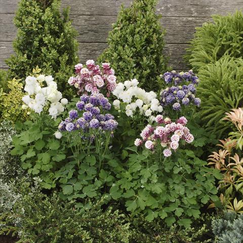 photo of flower to be used as: Pot and bedding Aquilegia vulgaris Winky Double Formula mix