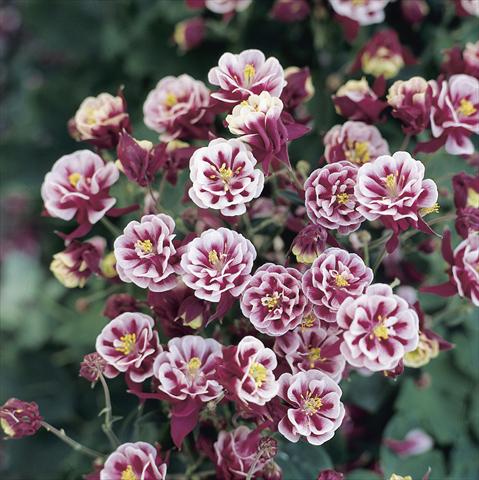 photo of flower to be used as: Pot and bedding Aquilegia vulgaris Winky Double Red-White