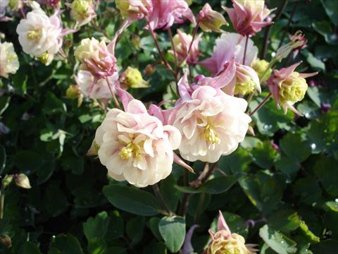 photo of flower to be used as: Pot and bedding Aquilegia vulgaris Winky Double Rose-White
