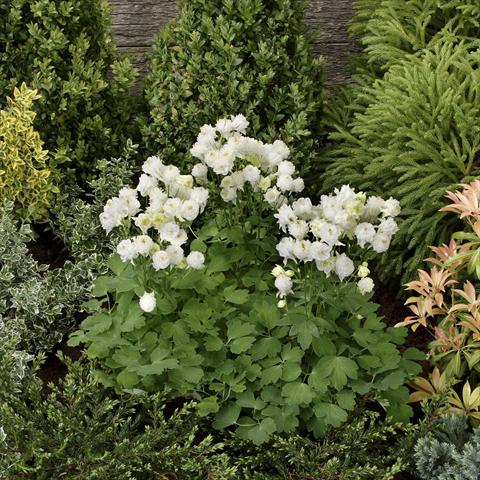 photo of flower to be used as: Pot and bedding Aquilegia vulgaris Winky Double White-White