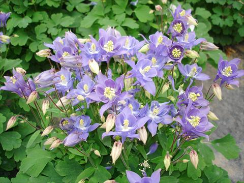 photo of flower to be used as: Pot and bedding Aquilegia vulgaris Winky Early Sky Blue