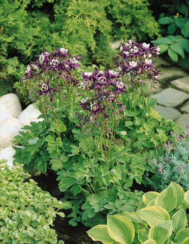 photo of flower to be used as: Pot and bedding Aquilegia vulgaris Winky Purple-White