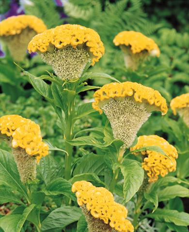photo of flower to be used as: Pot and bedding Celosia cristata Bombay Yellow Gold