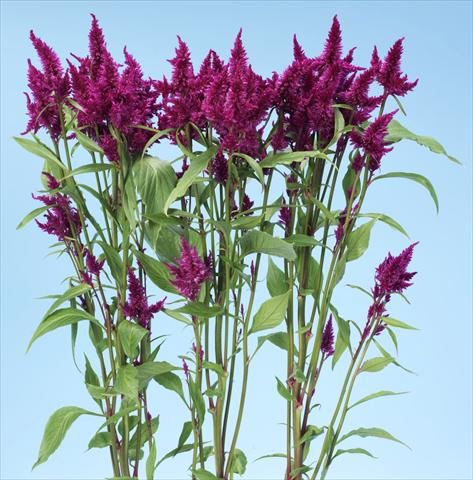 photo of flower to be used as: Pot and bedding Celosia spicata Celway Purple