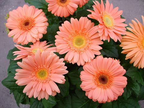 photo of flower to be used as: Pot and bedding Gerbera jamesonii Mega Revolution Champagne