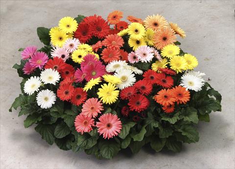 photo of flower to be used as: Pot and bedding Gerbera jamesonii Mega Revolution Formula Mix