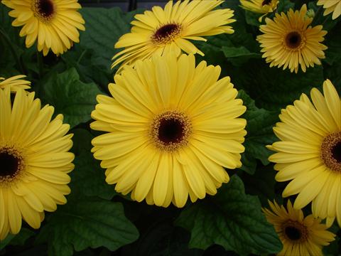 photo of flower to be used as: Pot and bedding Gerbera jamesonii Mega Revolution Golden Yellow Dark Centre