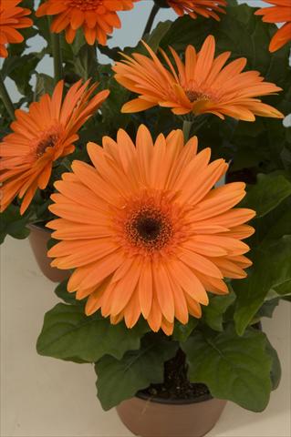 photo of flower to be used as: Pot and bedding Gerbera jamesonii Mega Revolution Orange Dark Centre
