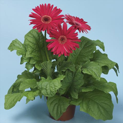 photo of flower to be used as: Pot and bedding Gerbera jamesonii Mega Revolution Purple Shades