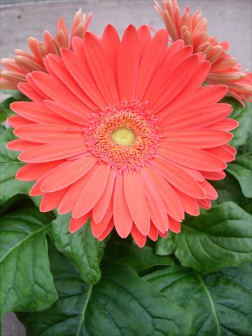photo of flower to be used as: Pot and bedding Gerbera jamesonii Mega Revolution Watermelon
