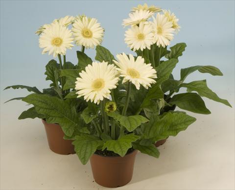 photo of flower to be used as: Pot and bedding Gerbera jamesonii Mega Revolution White