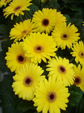 photo of flower to be used as: Pot and bedding Gerbera jamesonii Mega Revolution Yellow Shades