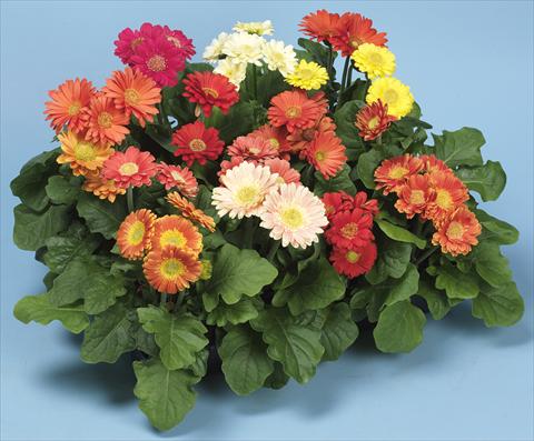 photo of flower to be used as: Pot and bedding Gerbera jamesonii Micro Revolution Irish Eyes Mix