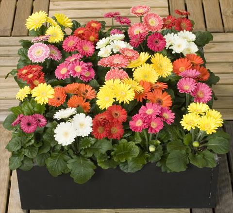 photo of flower to be used as: Pot and bedding Gerbera jamesonii Mini Revolution Formula Mix