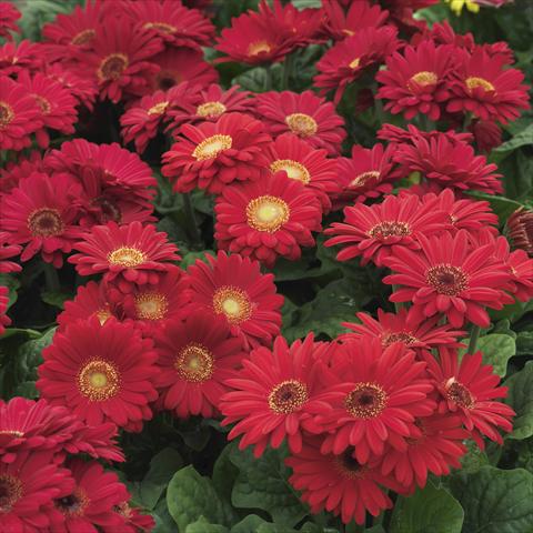 photo of flower to be used as: Pot and bedding Gerbera jamesonii Mini Revolution Red