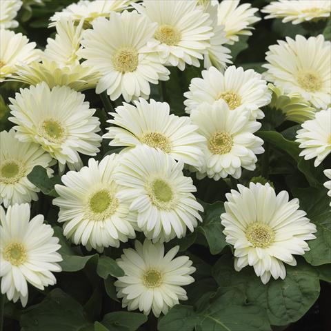 photo of flower to be used as: Pot and bedding Gerbera jamesonii Mini Revolution White