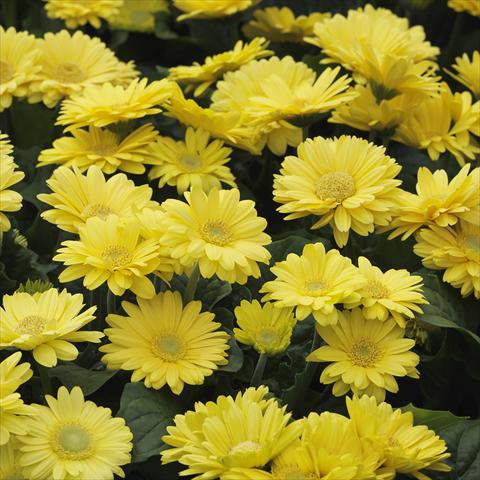 photo of flower to be used as: Pot and bedding Gerbera jamesonii Mini Revolution Yellow