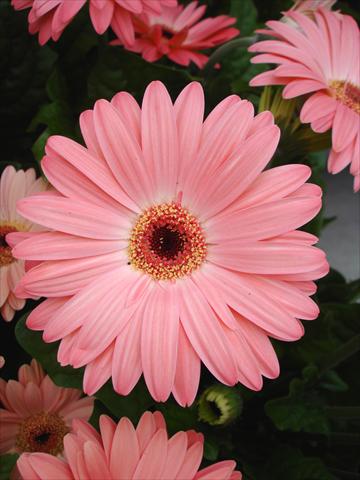 photo of flower to be used as: Pot and bedding Gerbera jamesonii Revolution Babypink