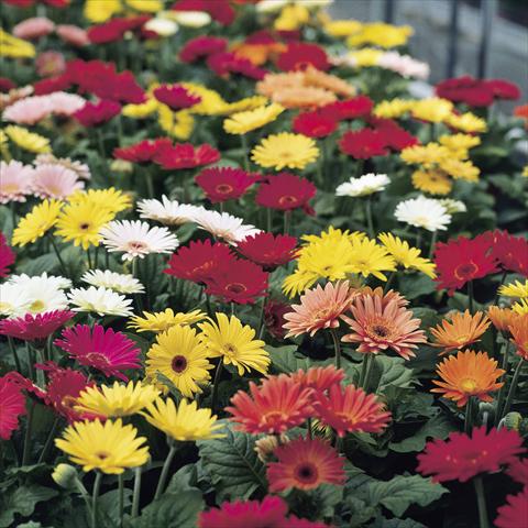 photo of flower to be used as: Pot and bedding Gerbera jamesonii Revolution Formula Mix