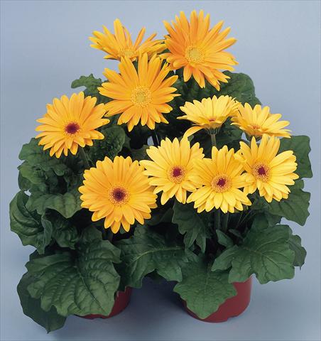 photo of flower to be used as: Pot and bedding Gerbera jamesonii Revolution Golden Yellow Shades
