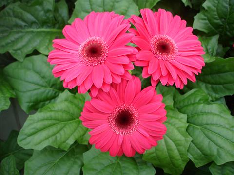 photo of flower to be used as: Pot and bedding Gerbera jamesonii Revolution Neon Rose Dark Centre