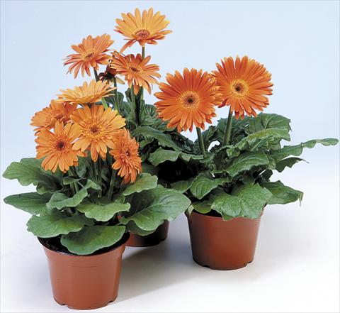 photo of flower to be used as: Pot and bedding Gerbera jamesonii Revolution Pastel Orange Dark Centre