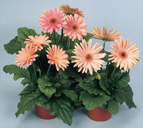 photo of flower to be used as: Pot and bedding Gerbera jamesonii Revolution Pastel Pink Shades Dark Centre