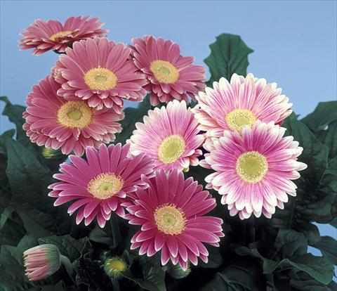 photo of flower to be used as: Pot and bedding Gerbera jamesonii Revolution Pink Green Centre