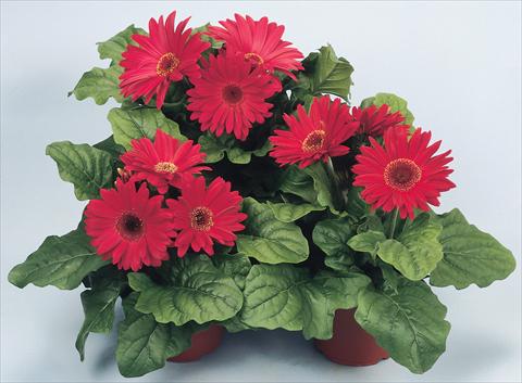 photo of flower to be used as: Pot and bedding Gerbera jamesonii Revolution Red Shades Dark Centre