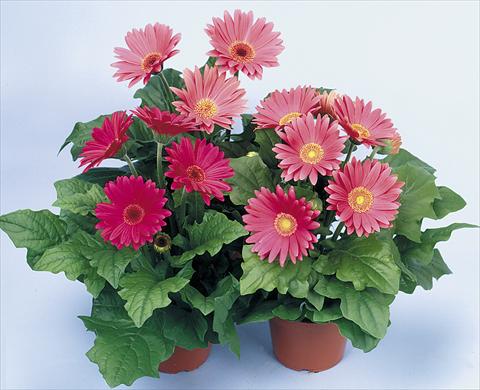 photo of flower to be used as: Pot and bedding Gerbera jamesonii Revolution Rose Shades