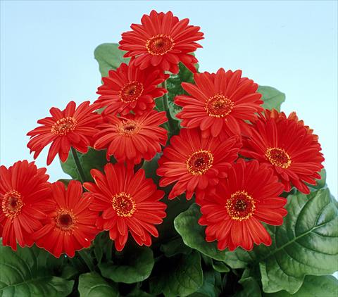 photo of flower to be used as: Pot and bedding Gerbera jamesonii Revolution Scarlet Dark Centre