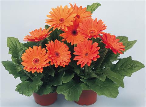 photo of flower to be used as: Pot and bedding Gerbera jamesonii Revolution Terracotta