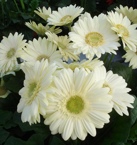 photo of flower to be used as: Pot and bedding Gerbera jamesonii Revolution White