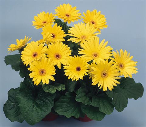photo of flower to be used as: Pot and bedding Gerbera jamesonii Revolution Yellow Dark Centre